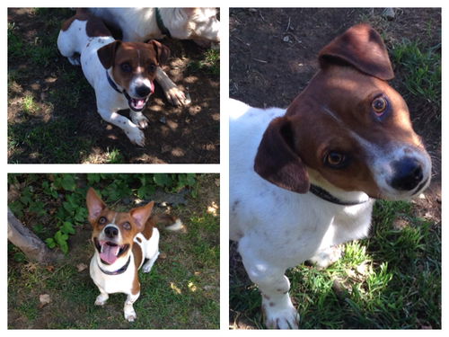 Buster Brown