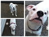 Major - Special Needs Deaf White Baby Dog