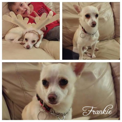 Frankie