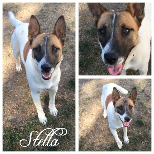 Stella