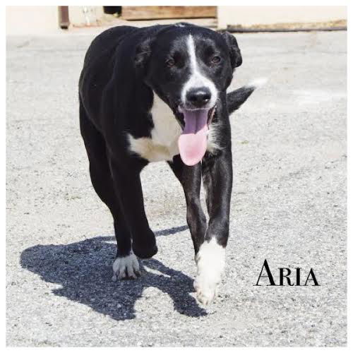 Aria