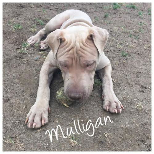 Mulligan