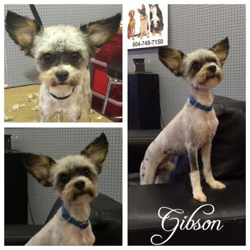 Gibson