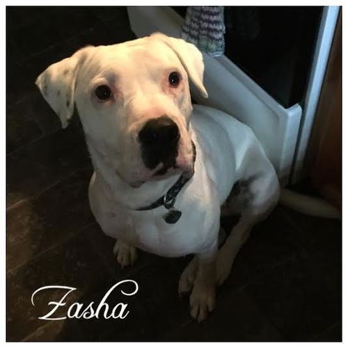 Zasha