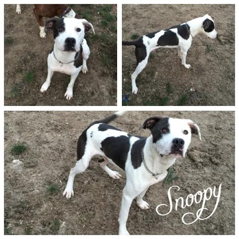 Snoopy