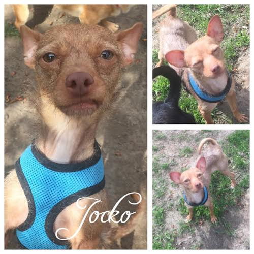 Jocko