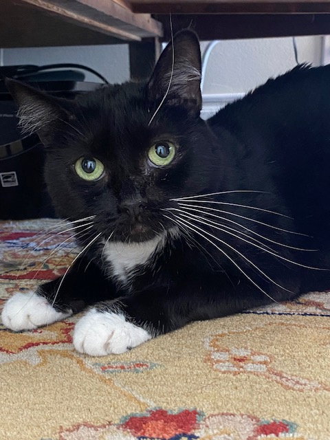 MEREDITH - Domestic Medium Hair available for adoption