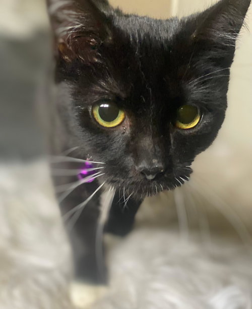 MEREDITH - Domestic Medium Hair available for adoption