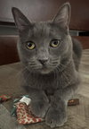Olive - Photo 3
