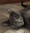 Olive - Photo 4