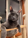 Olive - Photo 2