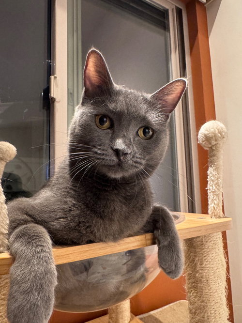 OLIVE - Domestic Short Hair available for adoption