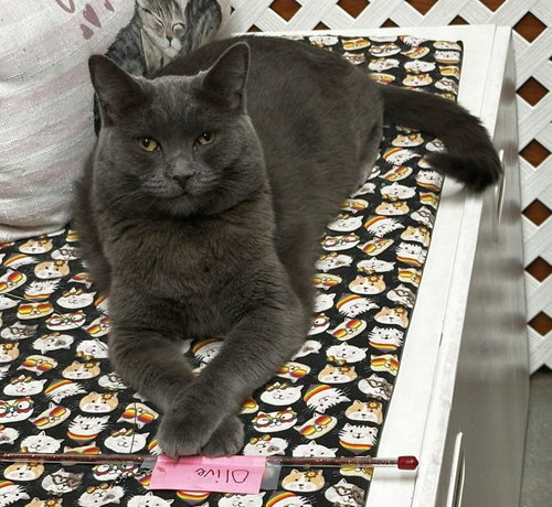 Olive, Adult Domestic Short Hair (short coat), cat for adoption in Alhambra, California