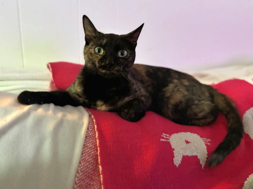 picture of the cat needing adoption