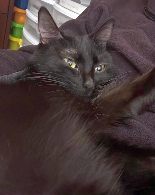 FLAME - Domestic Short Hair available for adoption