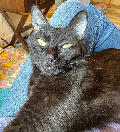 picture of the cat needing adoption