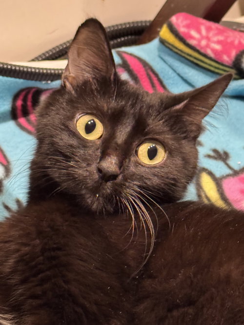 Flame, Adult Domestic Short Hair (short coat), cat for adoption in Alhambra, California