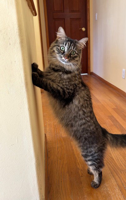 picture of the cat needing adoption