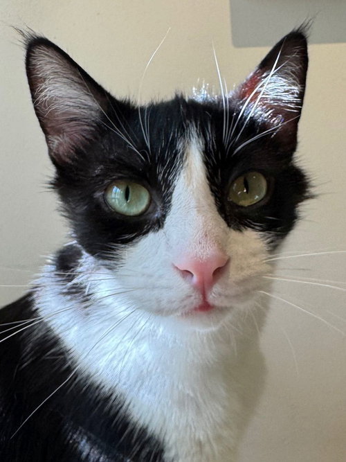 picture of the cat needing adoption