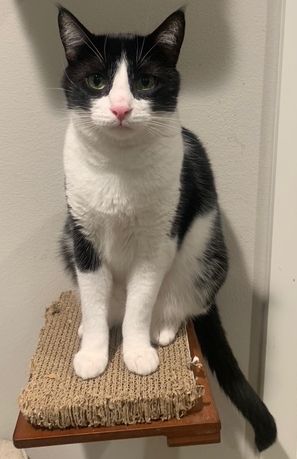 JAKE - Domestic Short Hair available for adoption