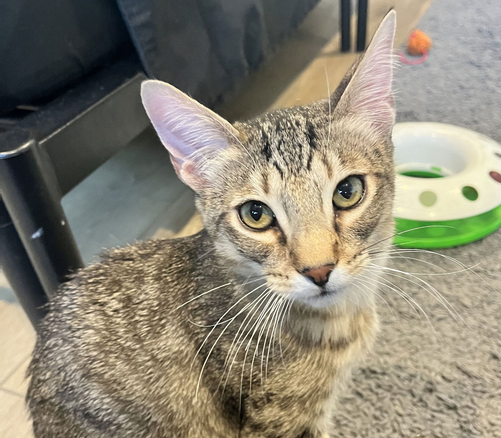 adoptable Cat in Seal Beach, CA named Mookie