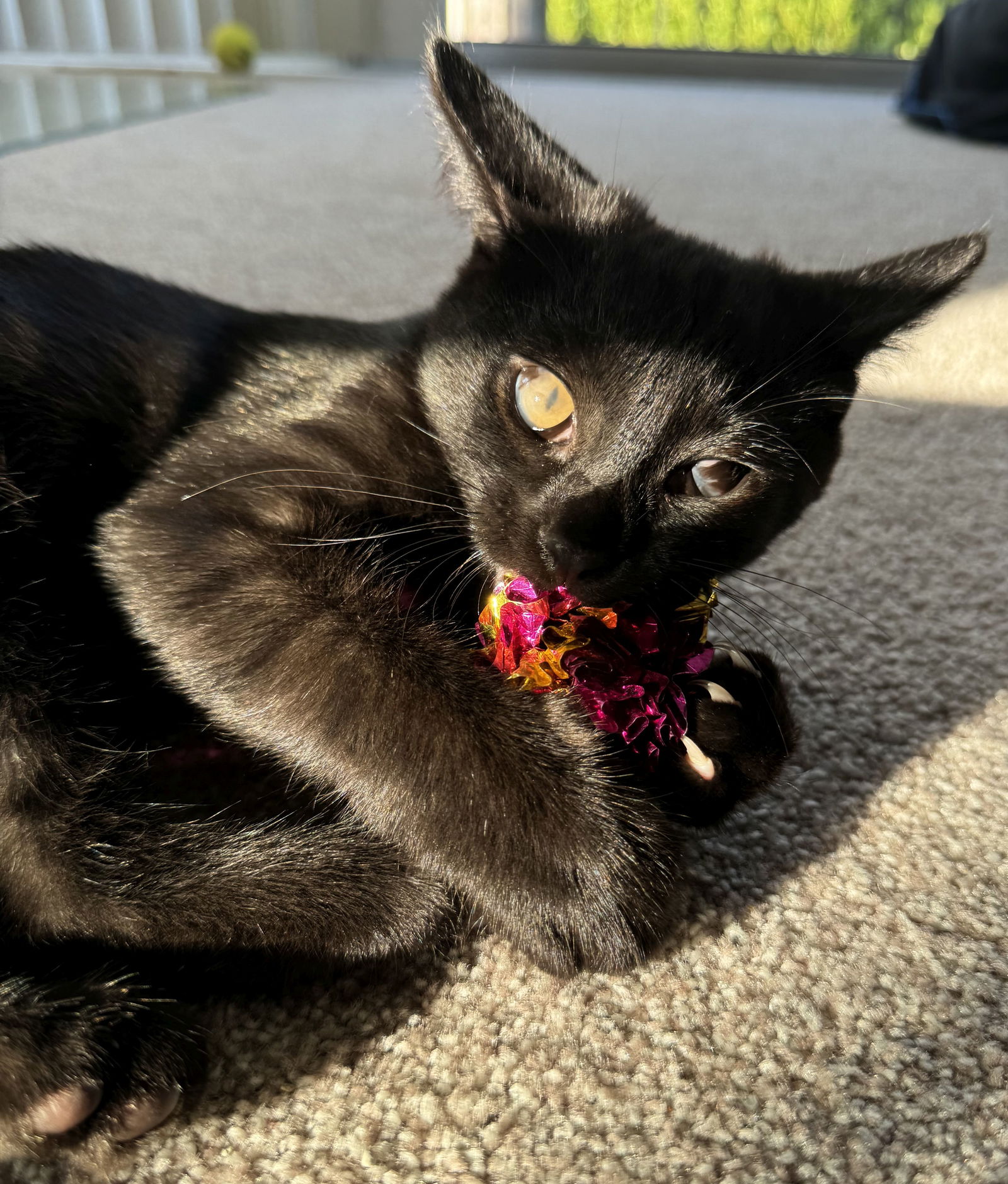 adoptable Cat in Seal Beach, CA named Sheldon