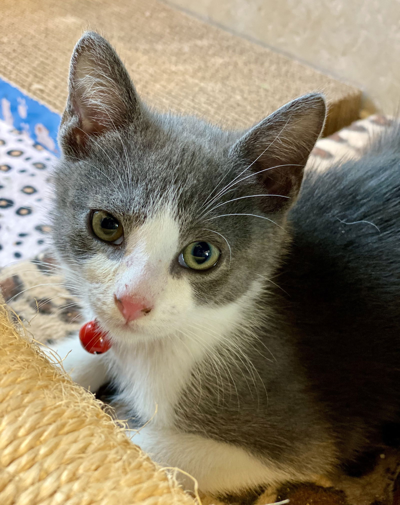 adoptable Cat in Seal Beach, CA named Stanley