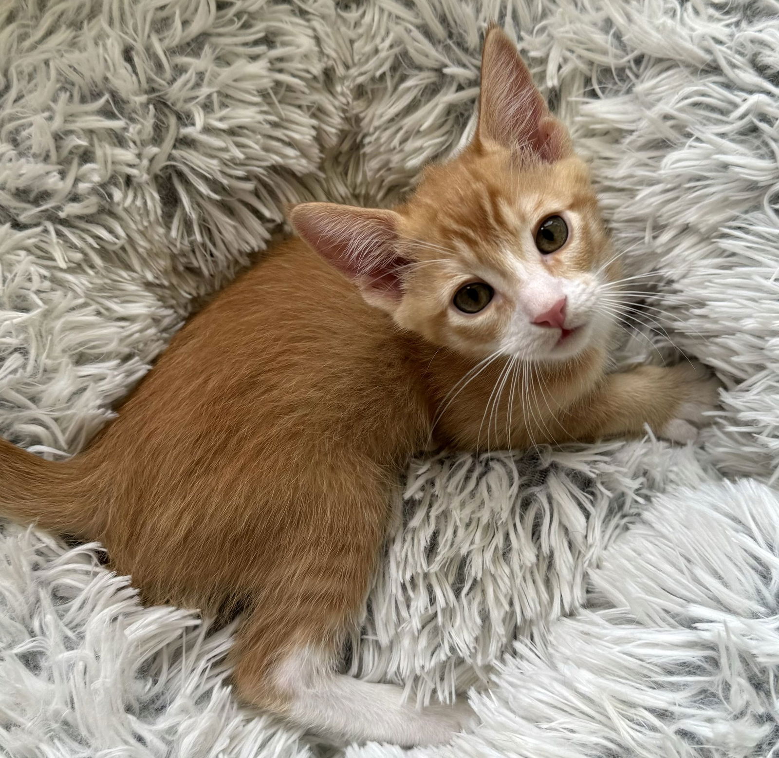 adoptable Cat in Seal Beach, CA named Scalloped Potato