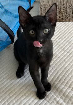 adoptable Cat in Seal Beach, CA named Walt Whitman