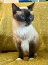 adoptable Cat in  named Helena
