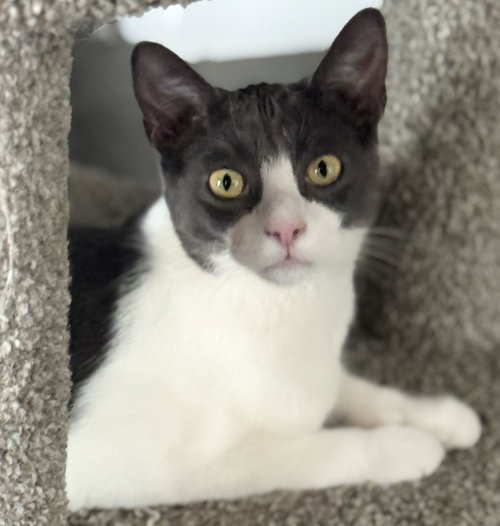 picture of the cat needing adoption