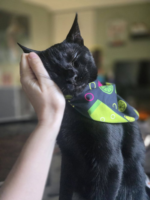picture of the cat needing adoption