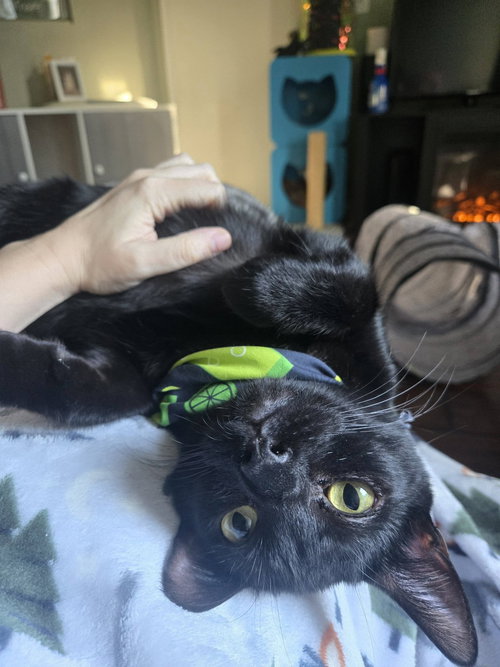 WALTER - Domestic Short Hair available for adoption