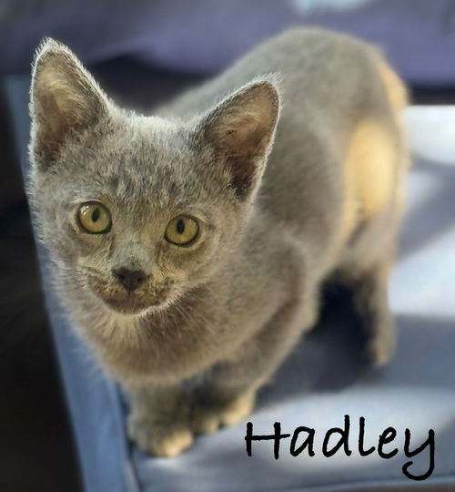 picture of the cat needing adoption