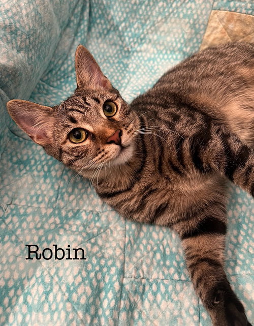 picture of the cat needing adoption