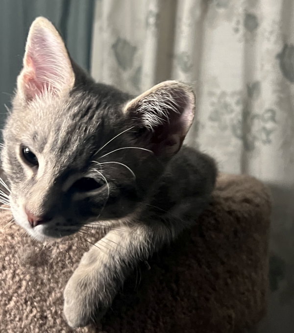 Lily