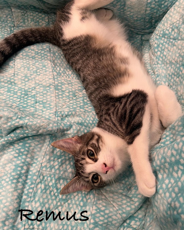 Remus