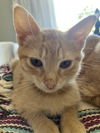 adoptable Cat in seal beach, CA named Gigi
