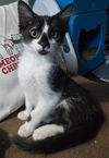 adoptable Cat in  named Sebastian