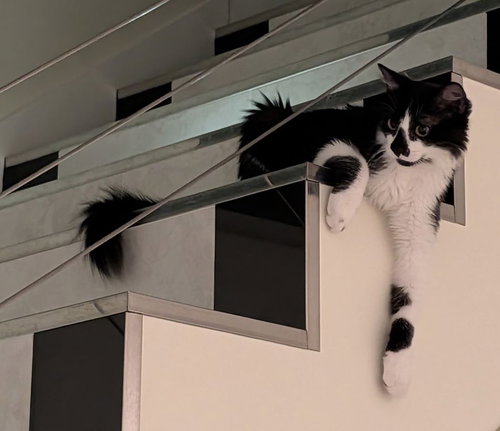 picture of the cat needing adoption
