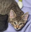 adoptable Cat in seal beach, CA named Fawn