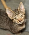 adoptable Cat in seal beach, CA named Fifi