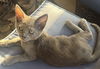 adoptable Cat in seal beach, CA named Chase