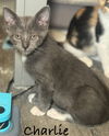adoptable Cat in seal beach, CA named Charlie