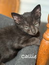 adoptable Cat in seal beach, CA named Callie