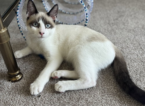 picture of the cat needing adoption