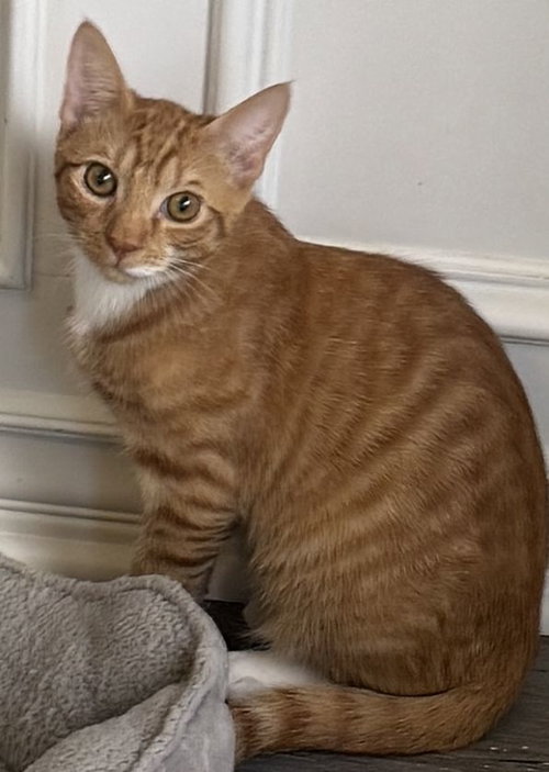 picture of the cat needing adoption