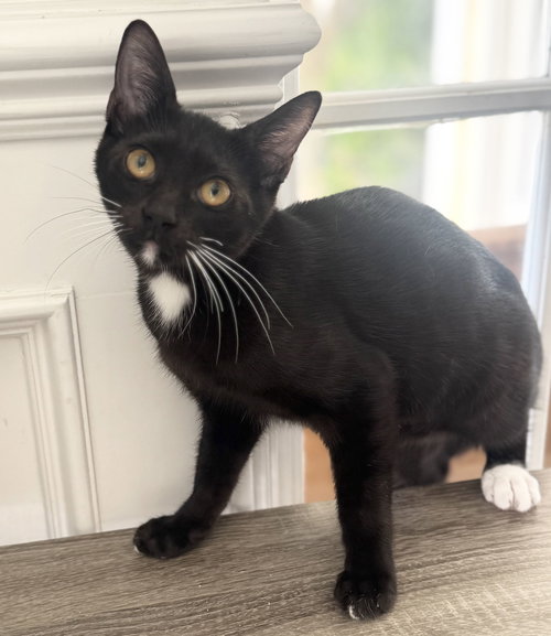 picture of the cat needing adoption