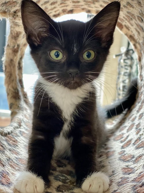 picture of the cat needing adoption