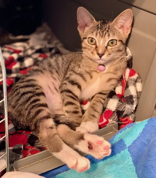 picture of the cat needing adoption